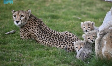 Saudi wildlife center celebrates cheetah conservation milestone