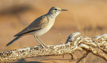 Endangered species find new home at Imam Turki bin Abdullah Royal Reserve